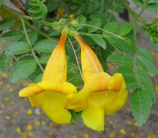  Flowering shoot with inflorescence and flowers